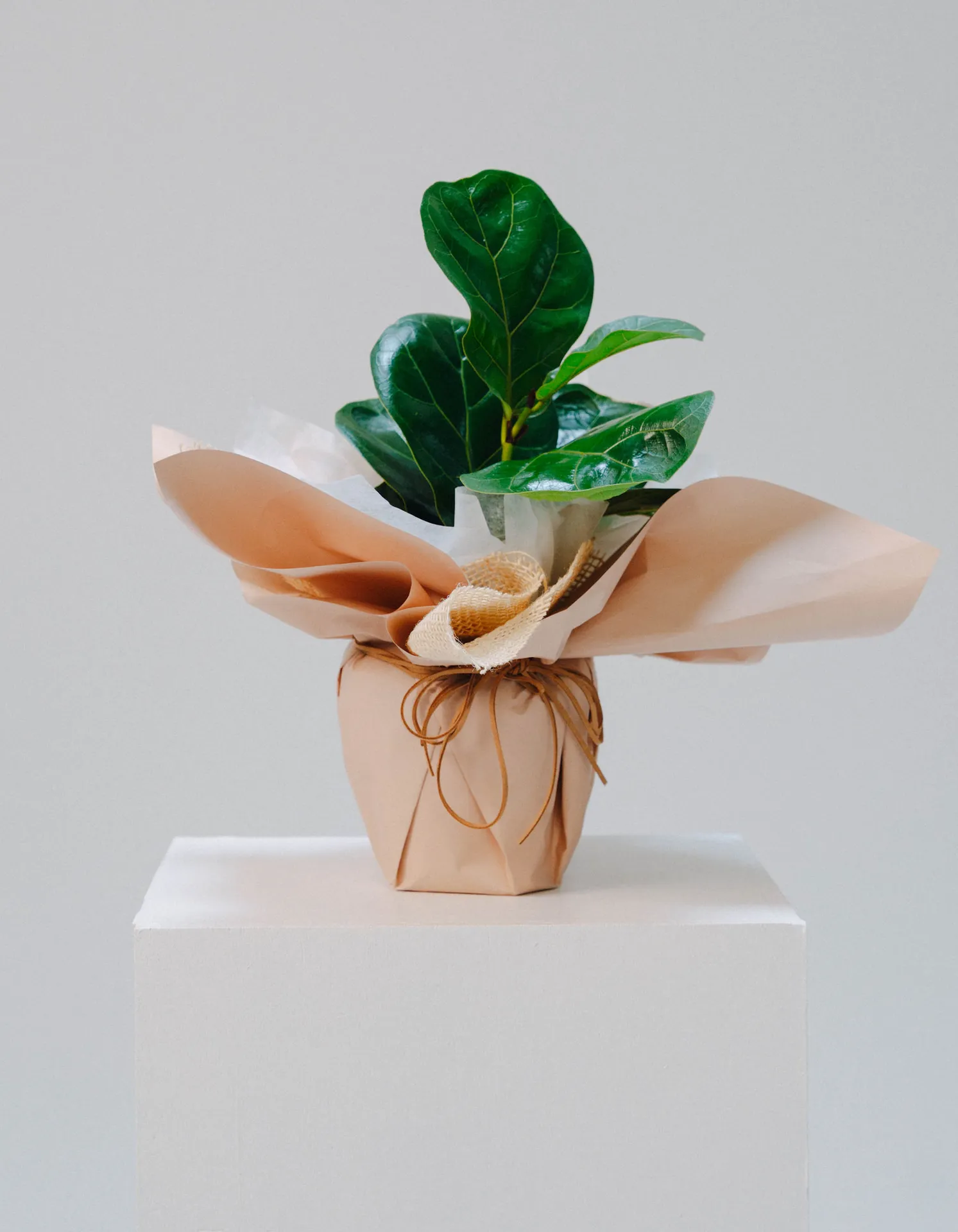 Evergreen Fig - Image 1