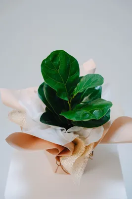 Evergreen Fig