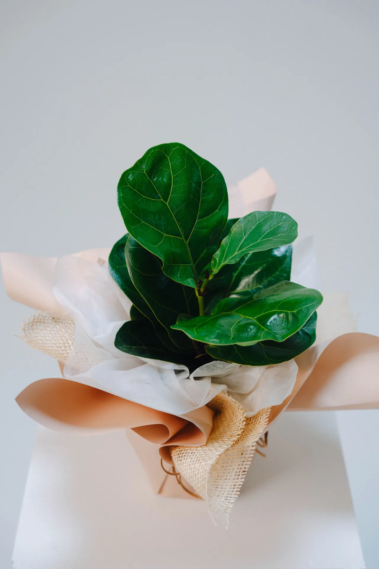 Evergreen Fig - Image 4