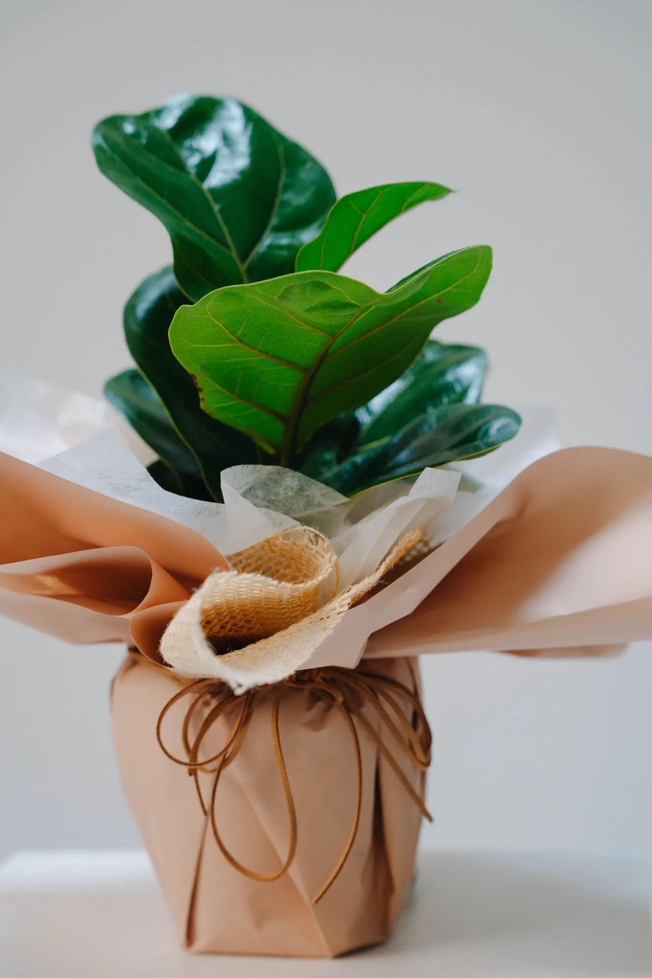 Evergreen Fig - Image 5